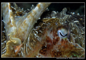 Cuttlefish encounter... :O)... by Michel Lonfat 